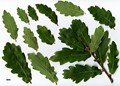 SpeciesSub: subsp. estremadurensis SpeciesSub: subsp. estremadurensis